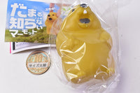 The Unable to Shut Up Marmot [1.Yellow]