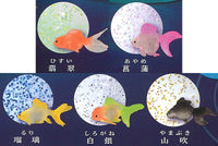 Illumination Gel Slimy Goldfish [All 5 type set(Full Complete)]
