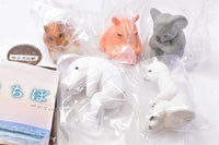 Machiboke Part.12 [All 5 type set(Full Complete)]