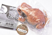 Repti Toad and Forest Tree Frog [1.Toad (red)]