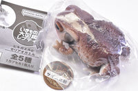 Repti Toad and Forest Tree Frog [2.Toad (dark brown)]
