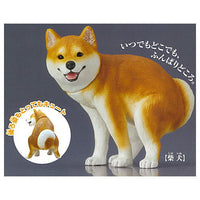 Funbari-nu [1.Shiba Inu]