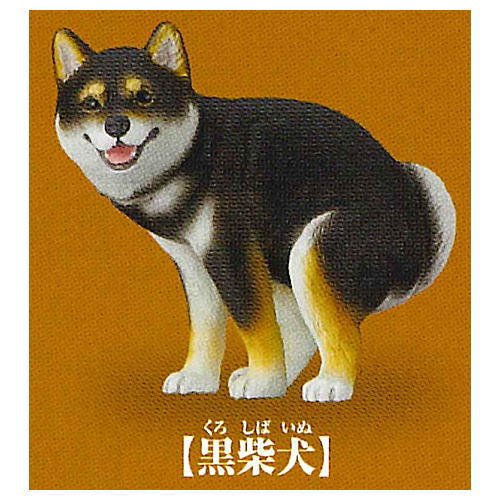 Funbari-nu [2.Black Shiba Inu]