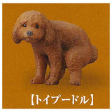 Funbari-nu [3.Toy Poodle]