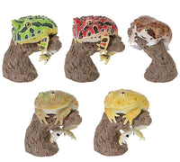 Ikimono Encyclopedia Yubimaki collection Horned Frog, Common Rain Frog, and Budgett's Frog [All 5 type set(Full Complete)]