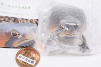Nature Techni colour FLOCKY tsuchimamireno Common rain frog [1.Mozambique rain frog]