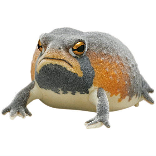 Nature Techni colour FLOCKY tsuchimamireno Common rain frog [1.Mozambique rain frog]