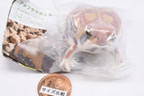 Nature Techni colour FLOCKY tsuchimamireno Common rain frog [2.Common rain frog (orange)]