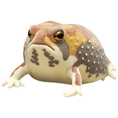 Nature Techni colour FLOCKY tsuchimamireno Common rain frog [2.Common rain frog (orange)]