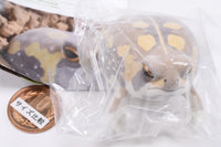 Nature Techni colour FLOCKY tsuchimamireno Common rain frog [3.Common rain frog (yellow)]