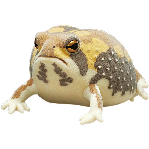 Nature Techni colour FLOCKY tsuchimamireno Common rain frog [3.Common rain frog (yellow)]