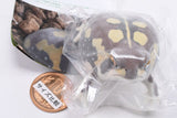 Nature Techni colour FLOCKY tsuchimamireno Common rain frog [4.Common rain frog (brown)]