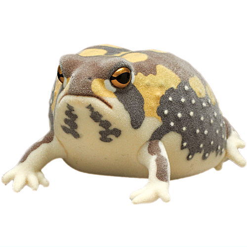Nature Techni colour FLOCKY tsuchimamireno Common rain frog [4.Common rain frog (brown)]