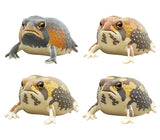 Nature Techni colour FLOCKY tsuchimamireno Common rain frog [All 4 type set(Full Complete)]