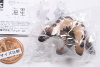 Kikiki Karami Starfish [1.Brown (S size)]