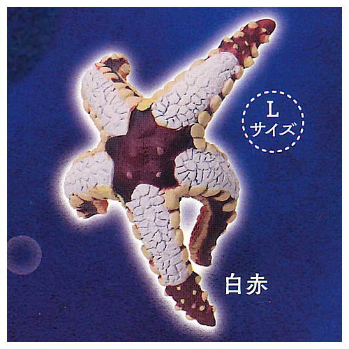 Kikiki Karami Starfish [5.White red (L size)]
