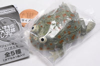Ikimono Encyclopedia Repti Budget Frog and Horned Frog [2.Budget frog (dark)]