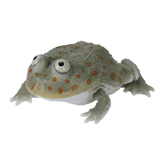 Ikimono Encyclopedia Repti Budget Frog and Horned Frog [2.Budget frog (dark)]