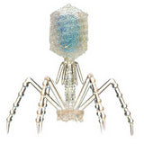 Science Technicolour T4 Phage Rainbow Pearl Mascot & Ball Chain [1.T4 phage (Clear)]