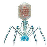 Science Technicolour T4 Phage Rainbow Pearl Mascot & Ball Chain [2.T4 phage (Clear blue)]