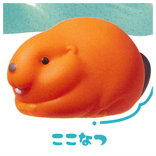 Pukkako Beaver [1.Coconut]