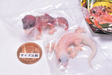 Capsule Q Gecko Figure Collection Extra color version [Assorted 2 type set (4.Smooth knob-tailed gecko/5.ƒIFour-clawed gecko)]