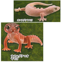 Capsule Q Gecko Figure Collection Extra color version [Assorted 2 type set (4.Smooth knob-tailed gecko/5.ƒIFour-clawed gecko)]