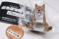 Animal Gamer [2.Dog]
