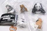 Animal Gamer [All 5 type set(Full Complete)]