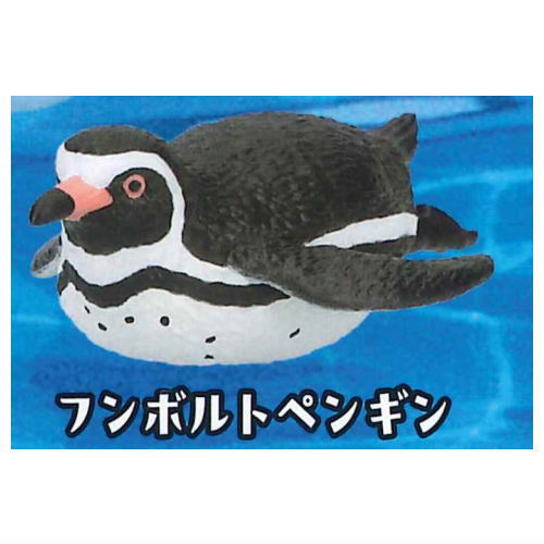 PukaPuka Penguin [1.Humboldt Penguin]