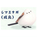 Kitaguni Zukan [3.Japanese long-tailed tit (adult)]