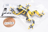 Capsule Q The complete of Dangerous and Harmful creature [1.Poison dart frog [Yellow-banded poison dart frog]]