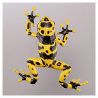 Capsule Q The complete of Dangerous and Harmful creature [1.Poison dart frog [Yellow-banded poison dart frog]]