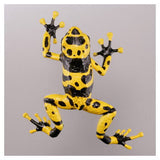 Capsule Q The complete of Dangerous and Harmful creature [1.Poison dart frog [Yellow-banded poison dart frog]]