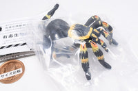 Capsule Q The complete of Dangerous and Harmful creature [2.Mexican redknee tarantula]