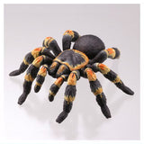 Capsule Q The complete of Dangerous and Harmful creature [2.Mexican redknee tarantula]