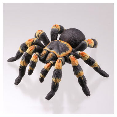 Capsule Q The complete of Dangerous and Harmful creature [2.Mexican redknee tarantula]