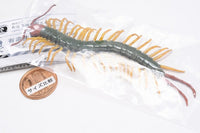 Capsule Q The complete of Dangerous and Harmful creature [4.Scolopendra mutilans]