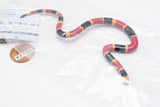 Capsule Q The complete of Dangerous and Harmful creature [5.Coral snake]