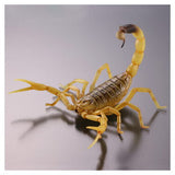 Capsule Q The complete of Dangerous and Harmful creature [6.Deathstalker]