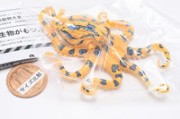 Capsule Q The complete of Dangerous and Harmful creature [7.Blue-ringed octopus]