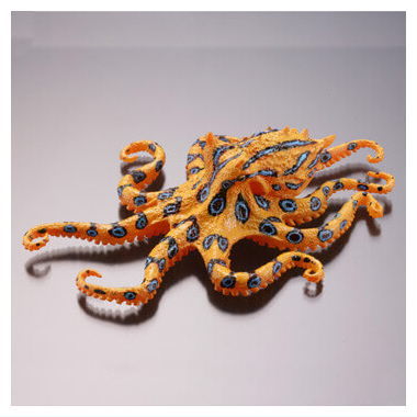 Capsule Q The complete of Dangerous and Harmful creature [7.Blue-ringed octopus]
