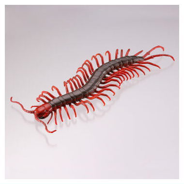 Capsule Q The complete of Dangerous and Harmful creature [8.Scolopendra multidens]