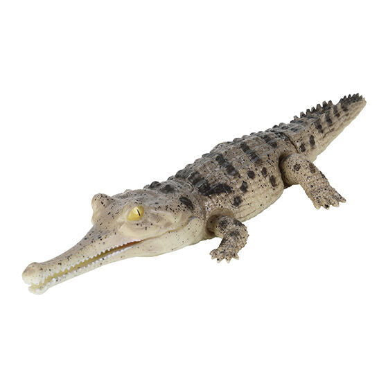 Ikimono Encyclopedia Repti Crocodile [4.Gaviali (light)]