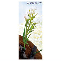 Kusahaetetekusa karano Hanazono Hair clip [1.Gypsophila (?)]