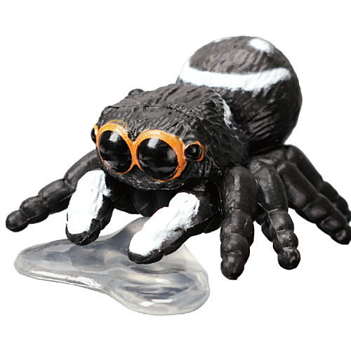 Kawaii Spider [2.Drinking water]