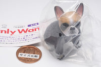 Only Wan ! Vol 04 [3.Winston (French Bulldog)]