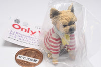 Only Wan ! Vol 04 [6.Annie (Yorkshire Terrier)]