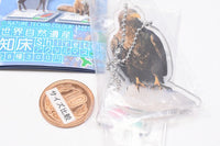 Nature Techni Colour World Natural Heritage Shiretoko Acrylic Mascot [6.White-tailed eagle]