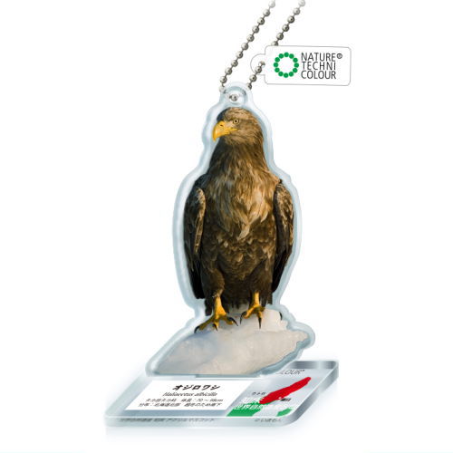 Nature Techni Colour World Natural Heritage Shiretoko Acrylic Mascot [6.White-tailed eagle]
